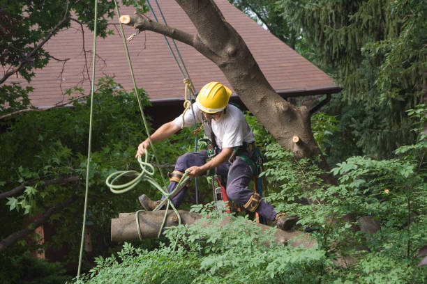 Best Stump Grinding and Removal  in Winnsboro Mills, SC